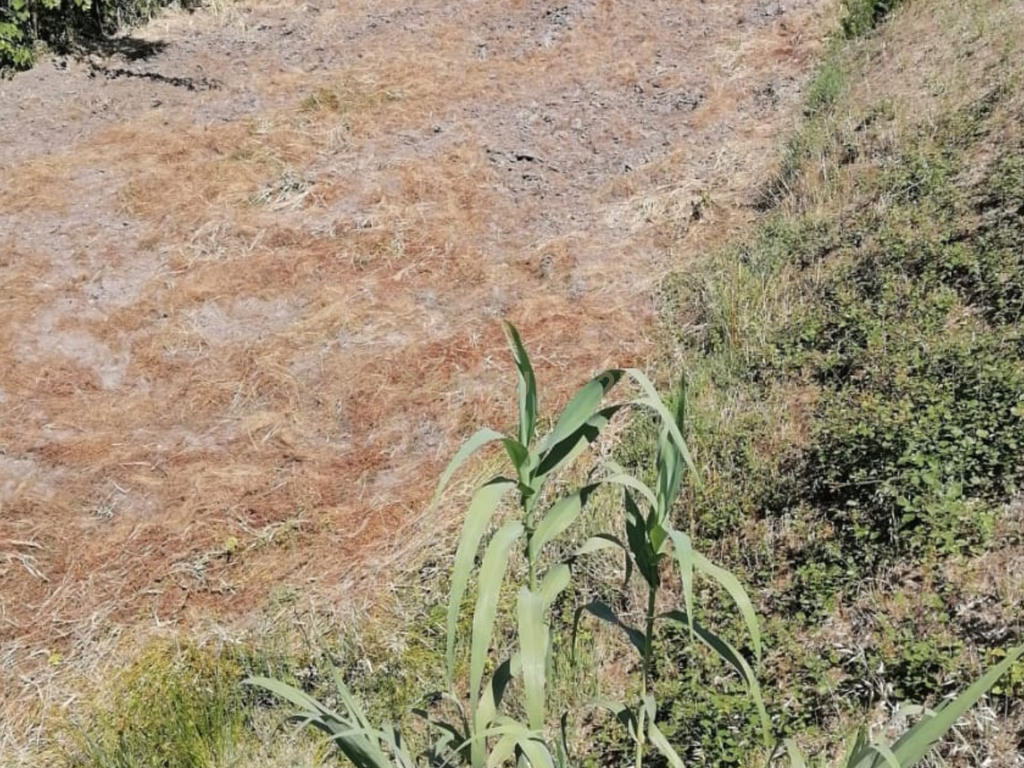 Terreno Agrícola em Gavião, Portalegre - 2500m² com casa - Image 19