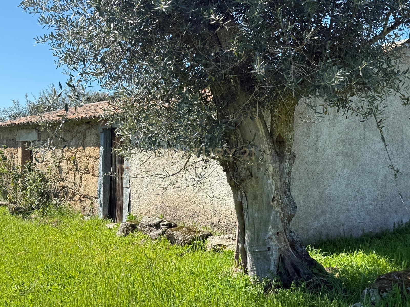 Fantástica Quinta com construção em pedra - Image 4