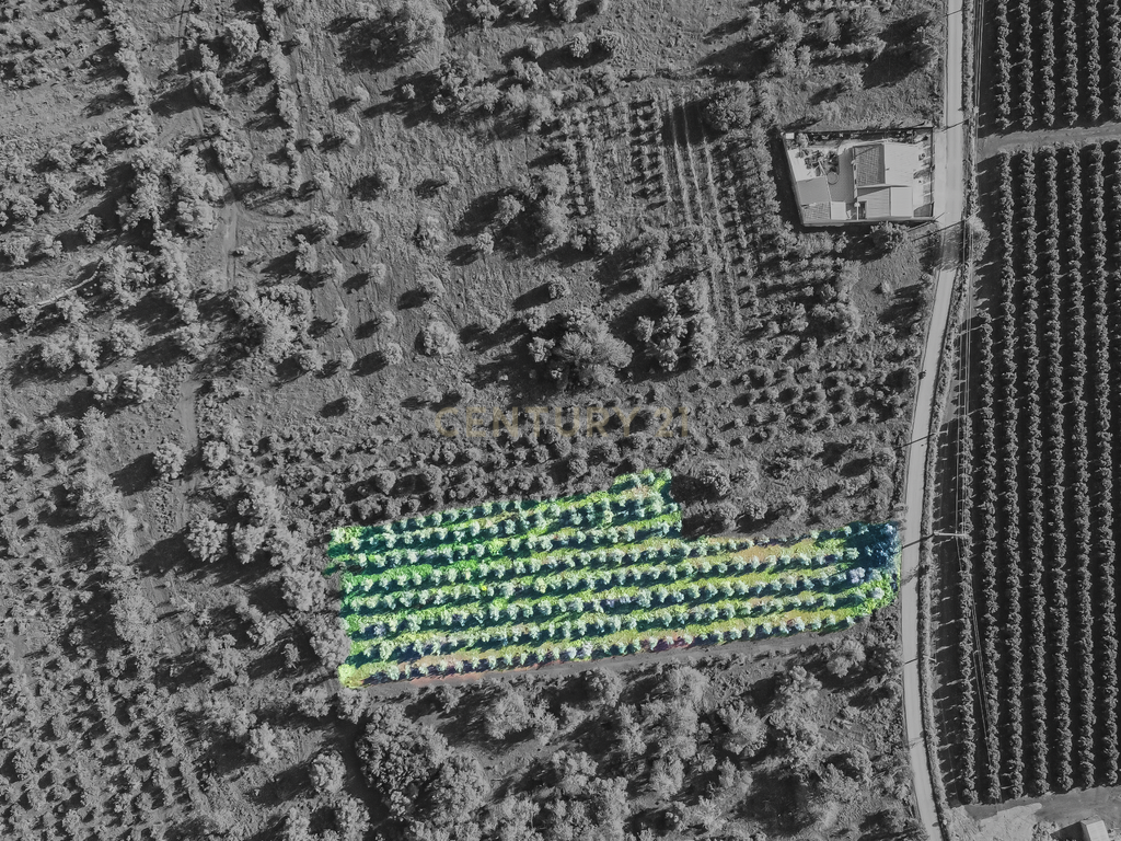 TERRENO RUSTICO COM OLIVEIRAS PARA VENDA - Image 1