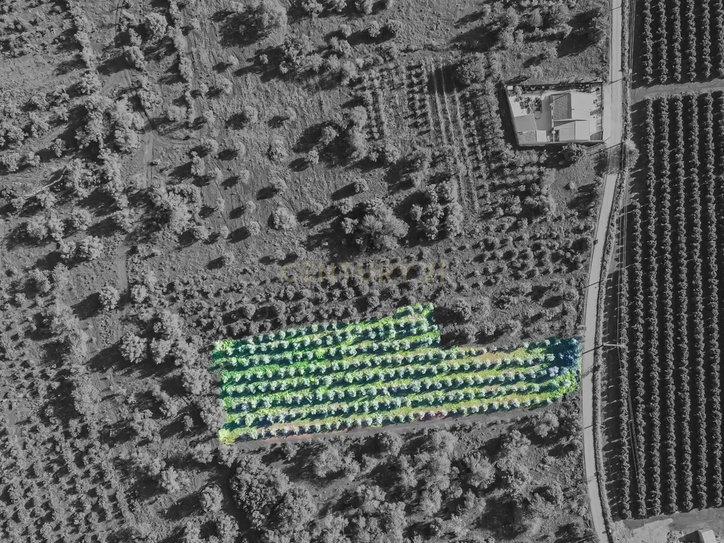 TERRENO RUSTICO COM OLIVEIRAS PARA VENDA - Image 1