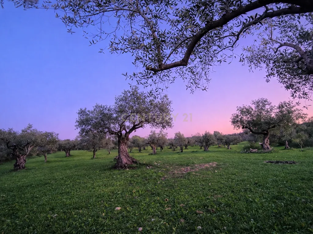 Olival para Venda – Pedrógão, Torres Novas - Image 17
