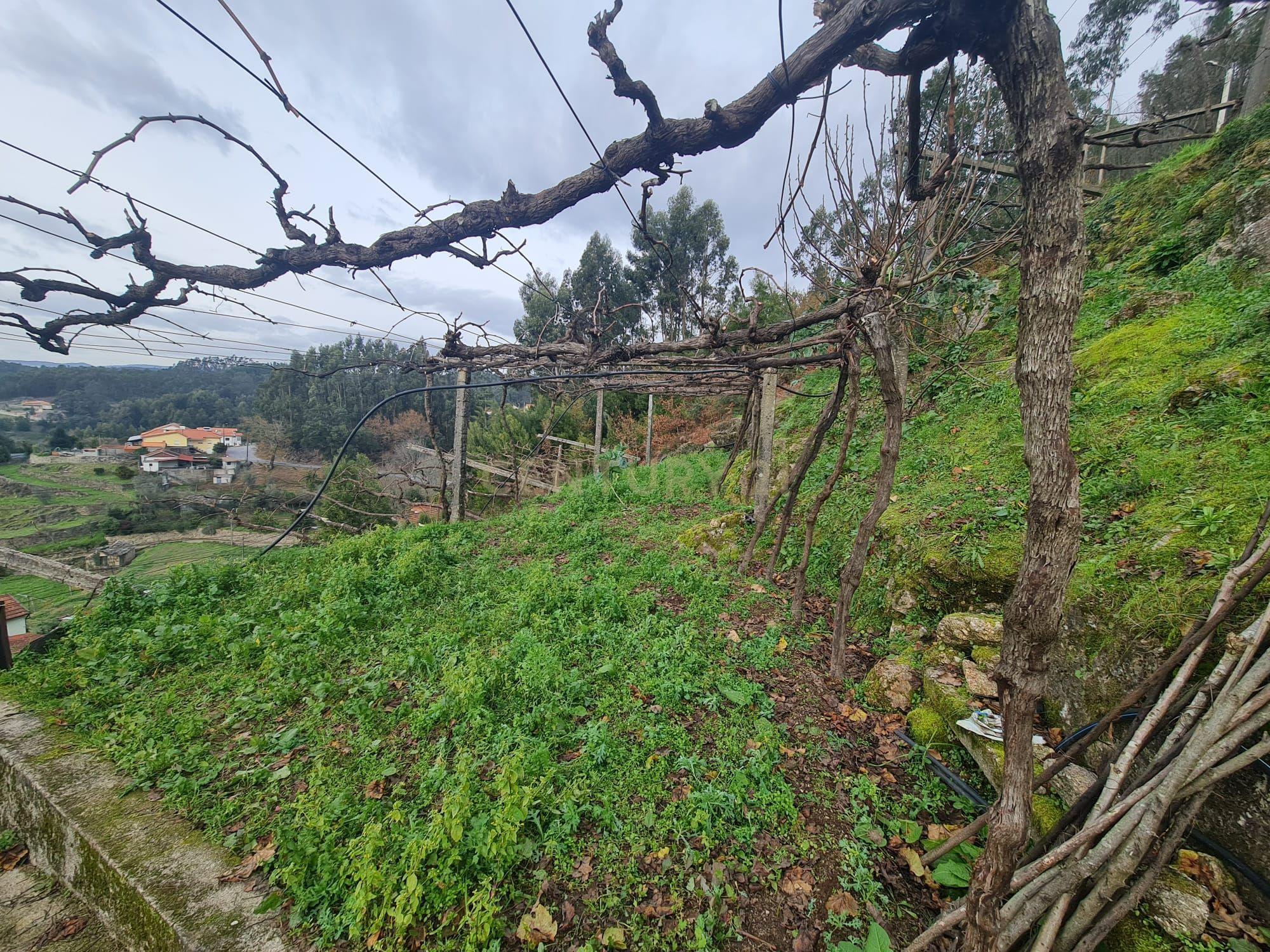 Fotografia 3 de TERRENO RÚSTICO, PENAFIEL, CAPELA (apenas venda conjunta com a referência C0188-01895)