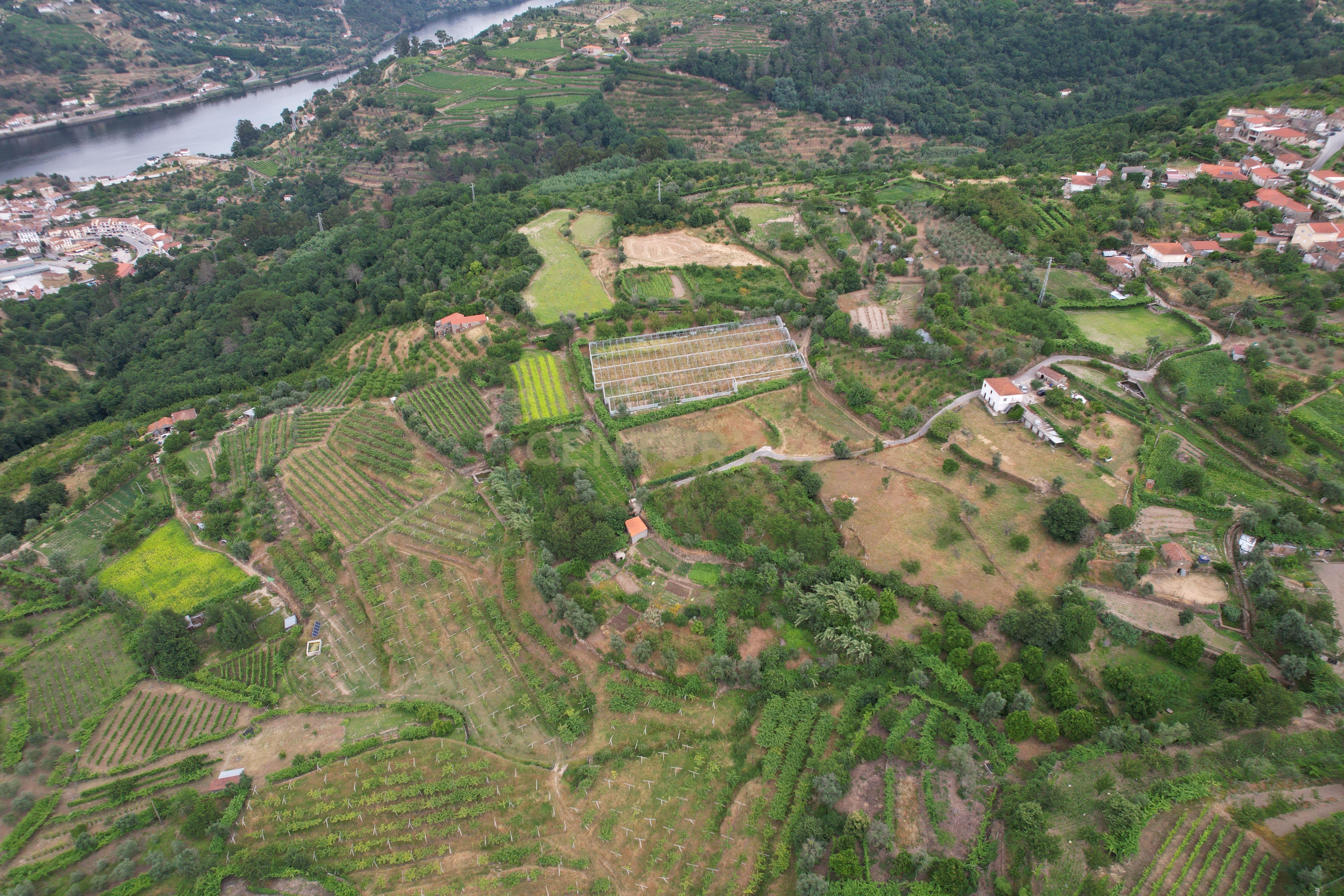 Fotografia 3 de Quinta em Miomães, Resende | Um refúgio rural com cerca de 4 hectares de potencial