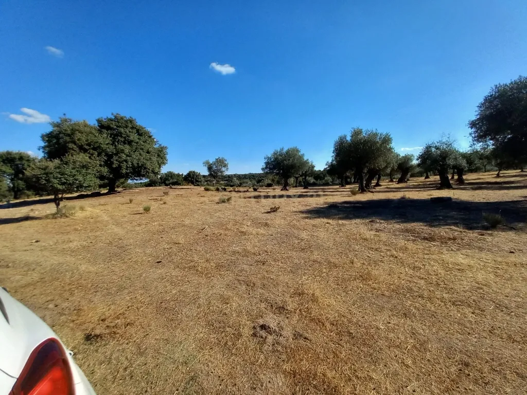 Terreno com Vista Panorâmica em Lardosa, Castelo Branco - Image 9