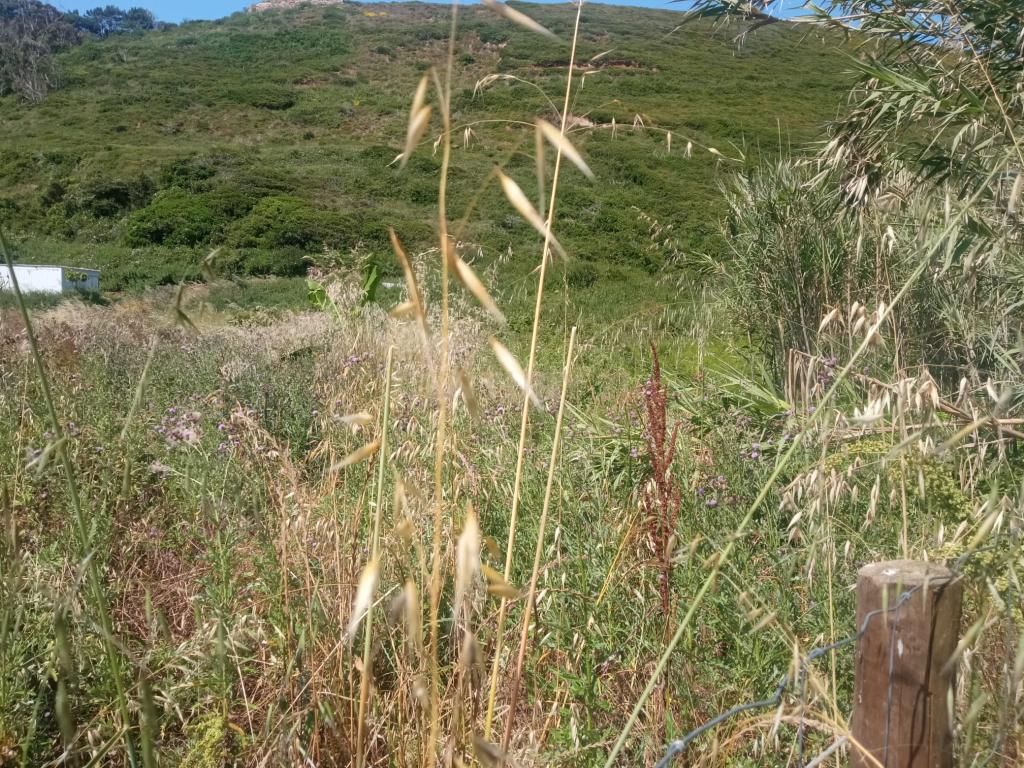 Terreno em Sintra, Perto da Praia de São Julião  - Image 10