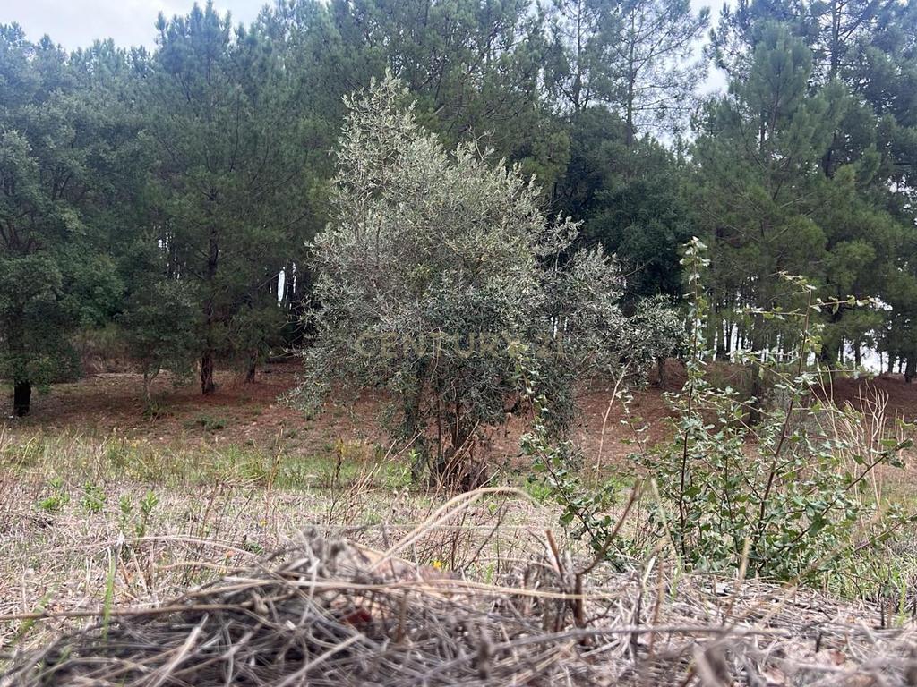 Terreno com pinheiros – Ideal para estaleiro em Proença-a-Nova - Image 4