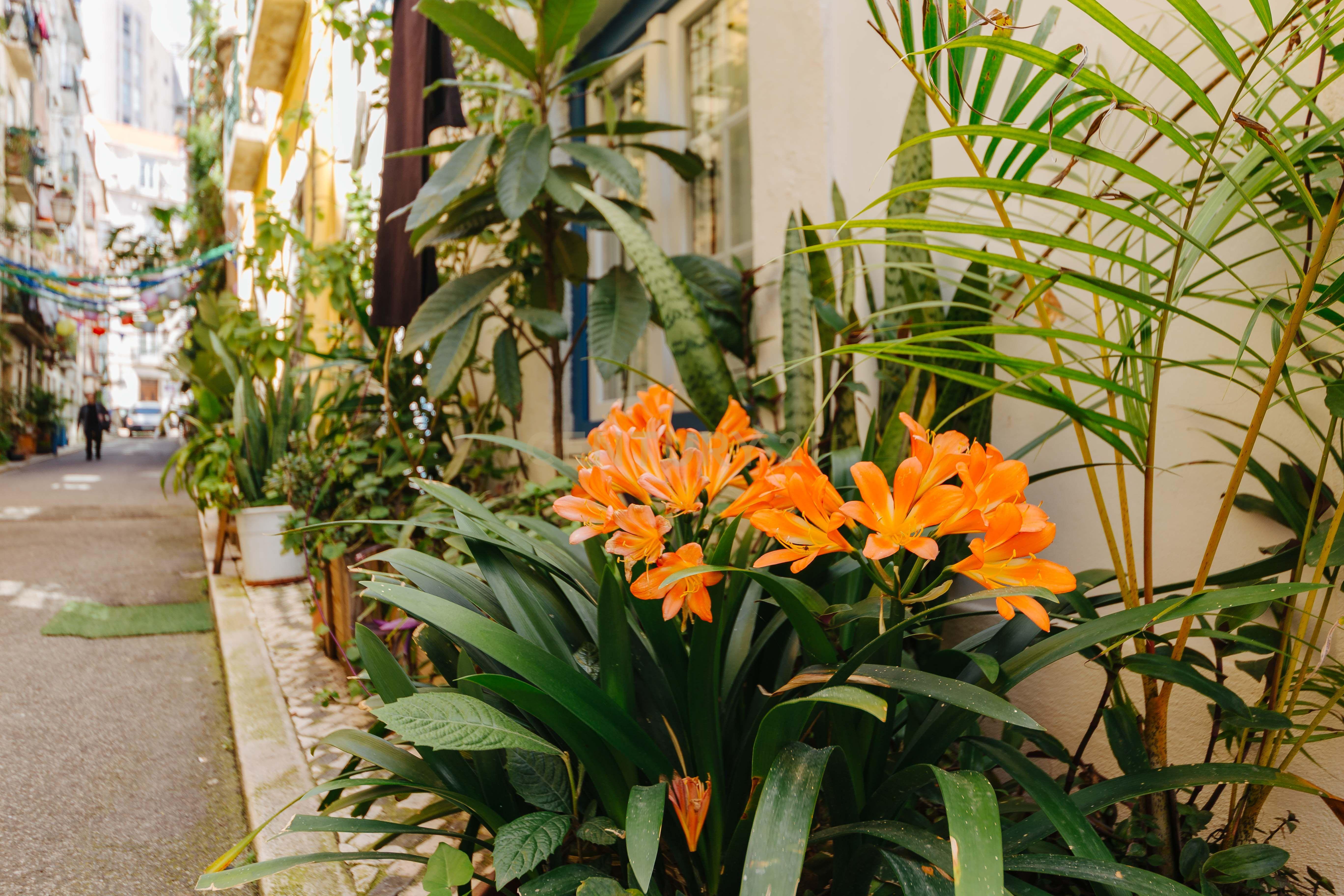 Onde Lisboa Floresce — Um Espaço com Alma na Rua da Silva - Image 17