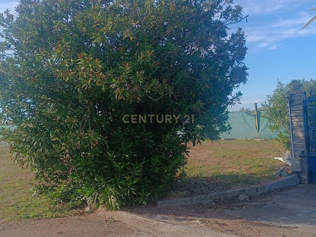 Excelente terreno em Santa Eulália Elvas - Image 3