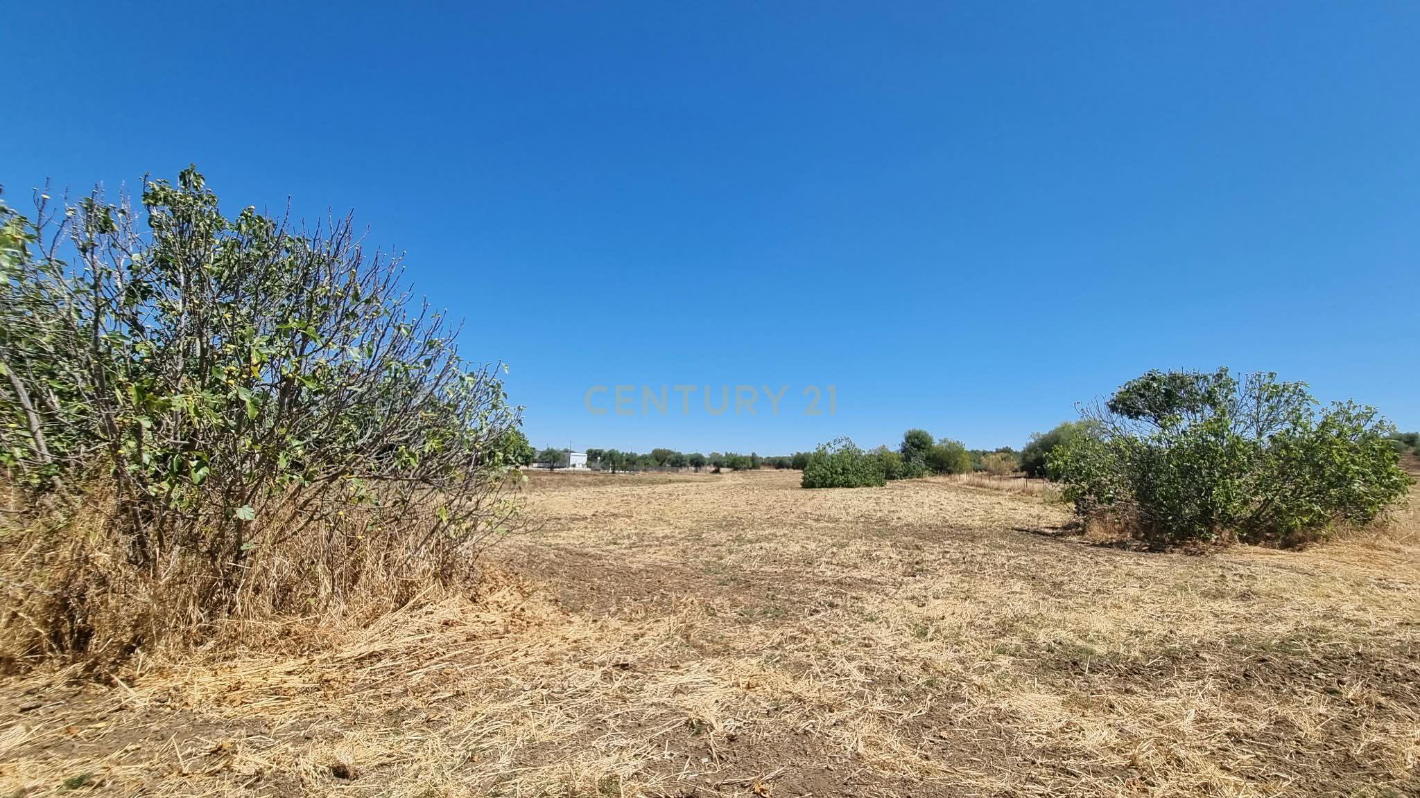 🌿 TERRENO 7.000 m² EM BARRADA – REGUENGOS DE MONSARAZ 🏡 PROJETO DE ARQUITETURA APROVADO | 90.000 €