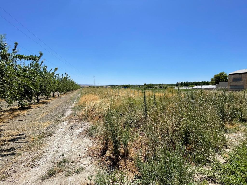 TERRENO DE REGADÍO CON SECADERO, JUNTO AL NÚCLEO URBANO DE FTE. VAQUEROS - Image 7