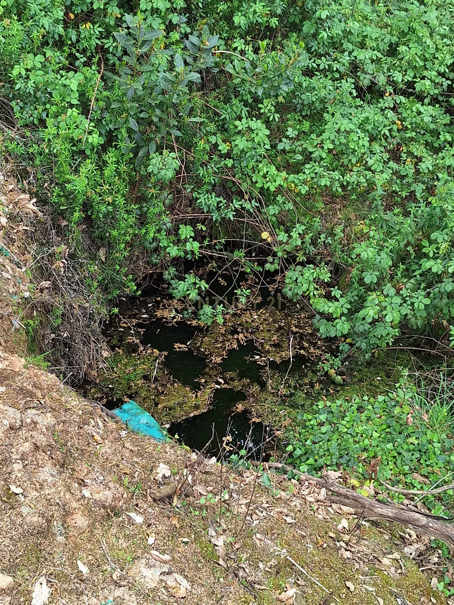 Fotografia 12 de Terreno entre Caldas da Rainha e Benedita e próximo da freguesia de Santa Catarina