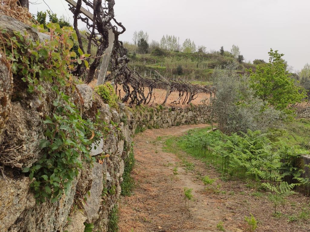 Terreno com casinha e vista para o rio Douro, em S. Tomé de Covelas, Baião para projeto agrícola - Image 50