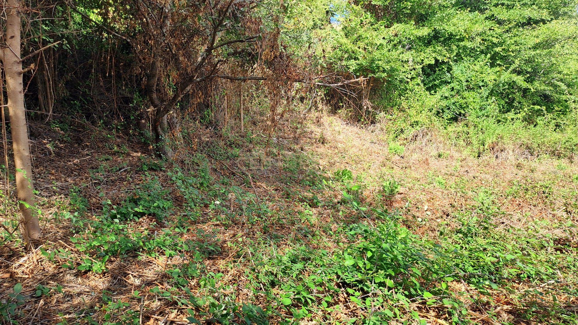 Fotografia 4 de Terreno Agrícola - São João das Lampas