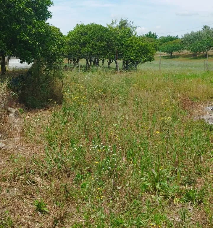 Encantadora Quinta em Palmela com 5200m2 e 196m2 privativos - Image 37