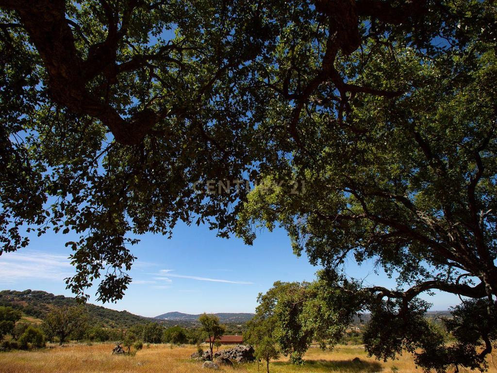 Quinta com 2,5 hectares em Portalegre - Image 9