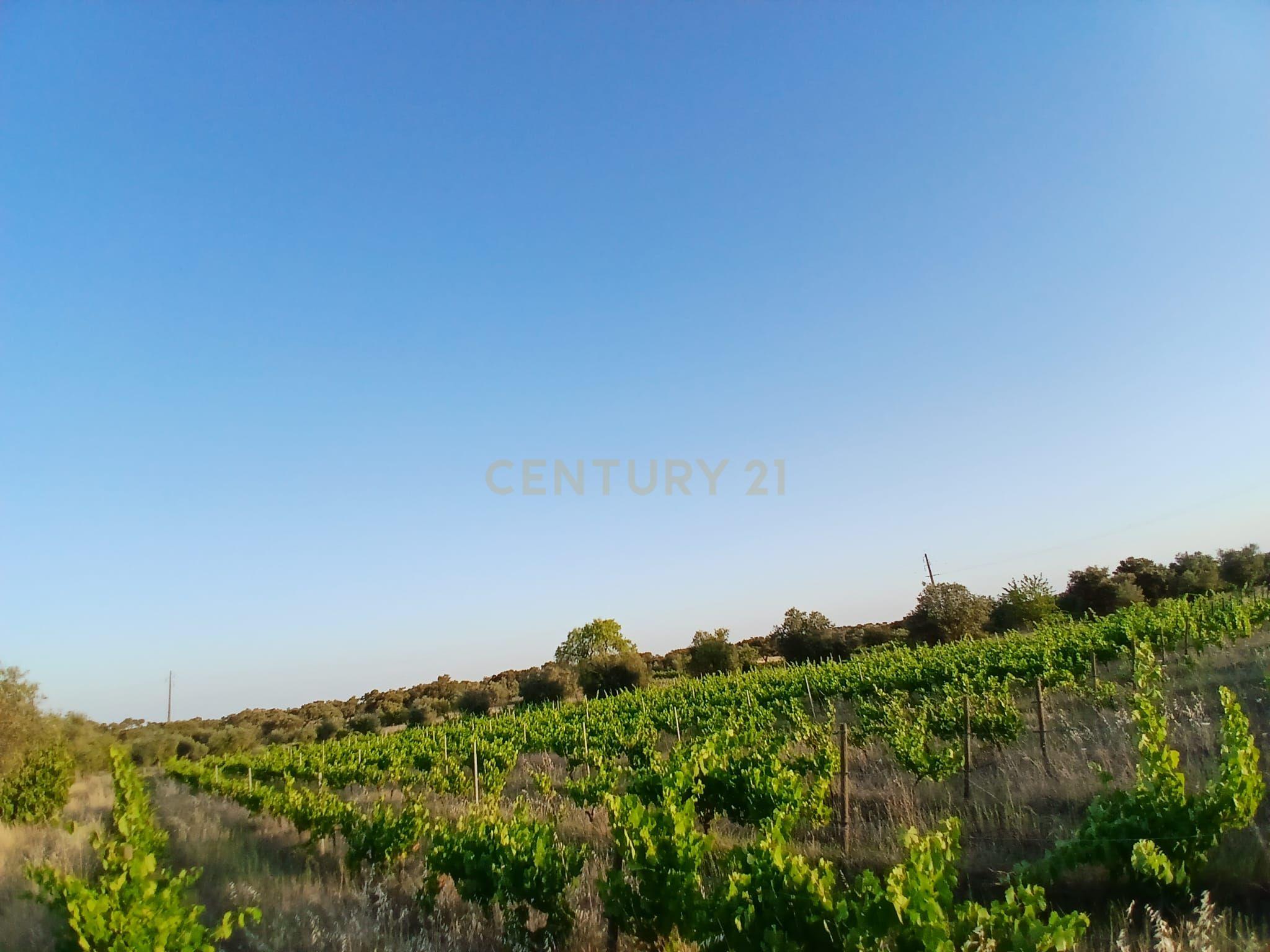 Fotografia 11 de Terreno situado junto à estrada que liga Corval e Reguengos de Monsaraz
