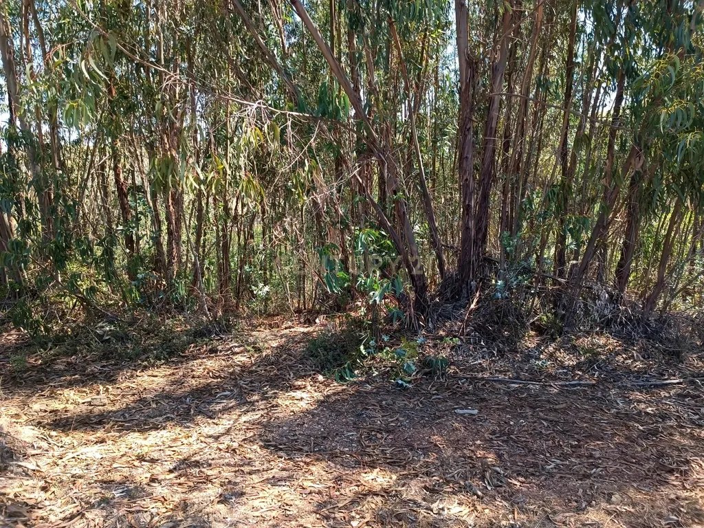 Terreno rústico de 112.000m2 em Ladeiras - S. Bartolomeu de Messines - Silves - Image 17