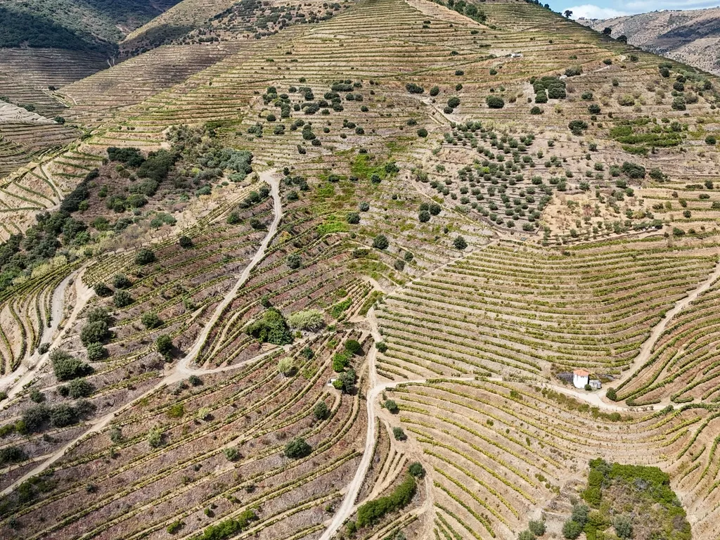 Farm with productive vineyard in the Douro Demarcated Region — São João da Pesqueira - Image 6