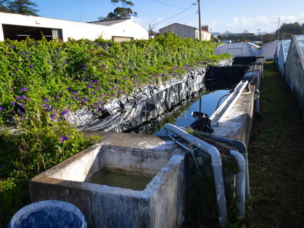 Propriedade Única com Estufas de Ananases e Potencial Urbano — Abelheira de Baixo, São Roque - Açores - Image 8