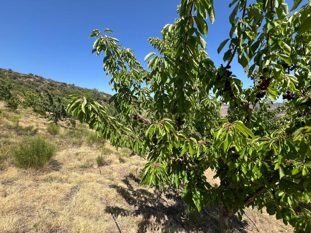 Terreno Rústico em Granada com Árvores Frutíferas e Água - Image 16