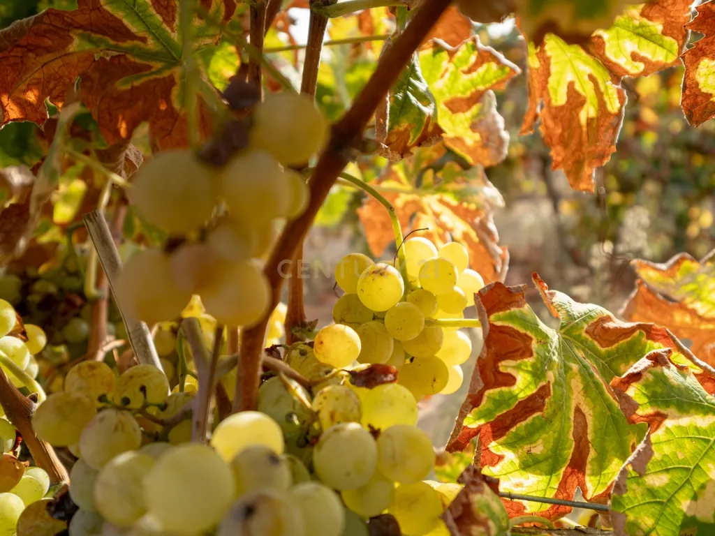 🌿 Quinta com Moradia T4 e Piscina | 3,25 hectares| Olival | Vinha| Amareleja, Alentejo - Image 29