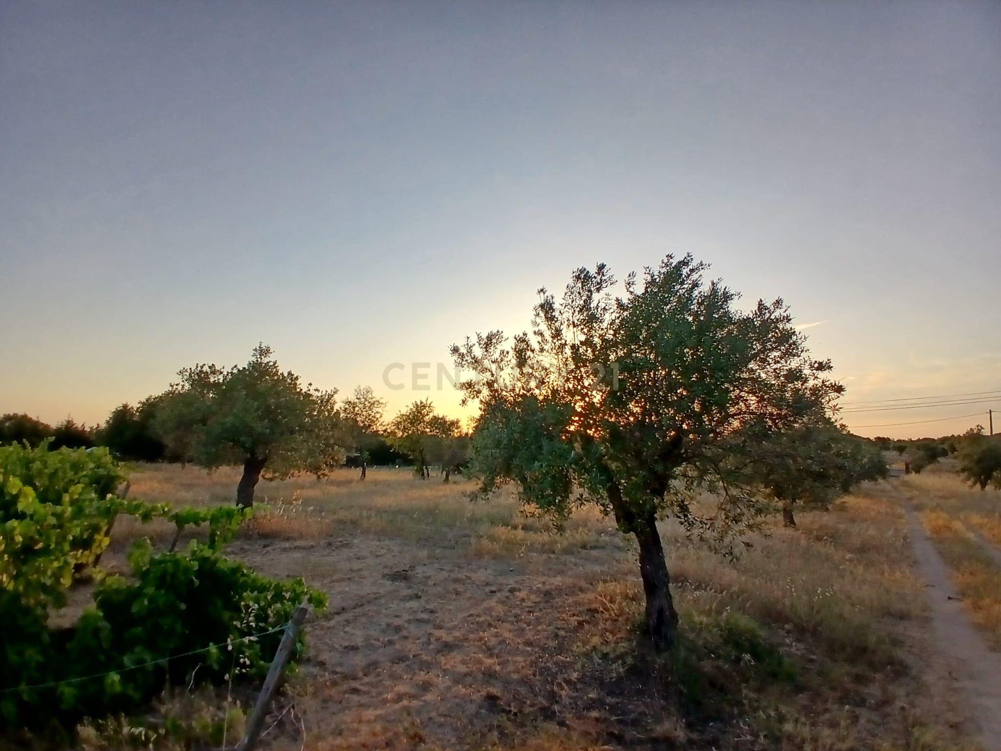 Fotografia 4 de Terreno situado junto à estrada que liga Corval e Reguengos de Monsaraz