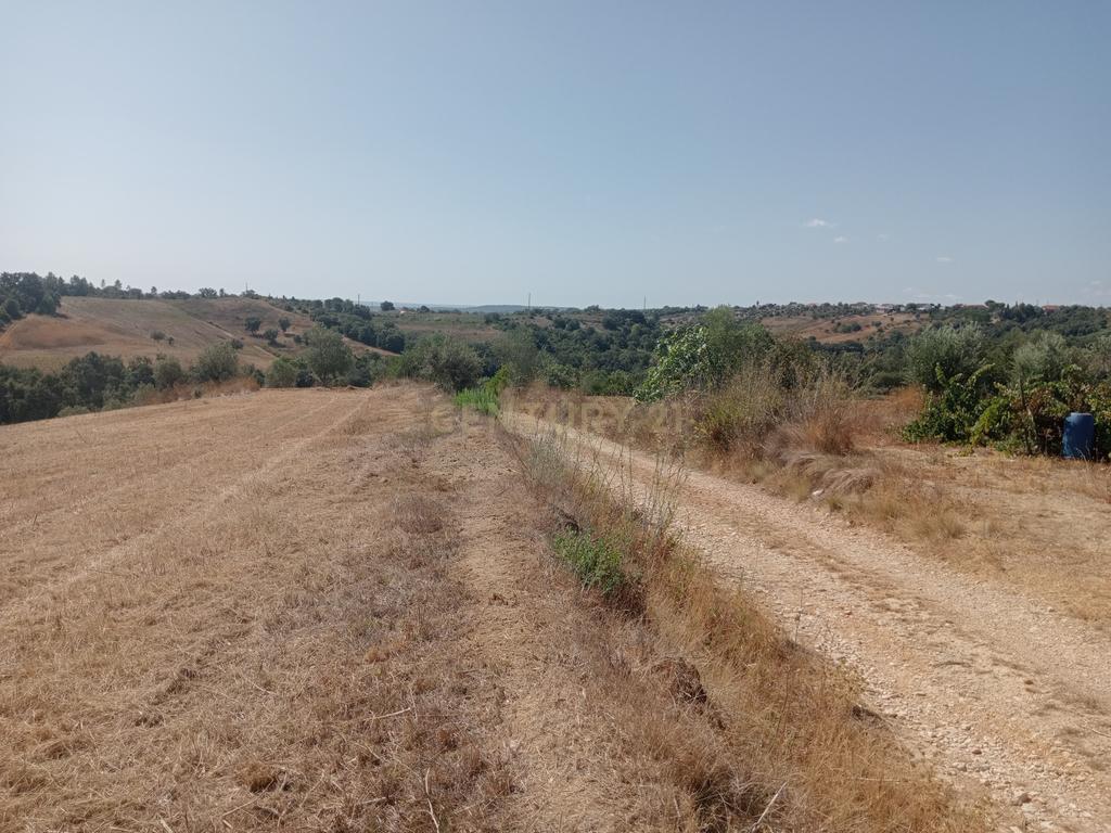 Terreno Agrícola em Brogueira, Torres Novas - 13640m² - Image 5
