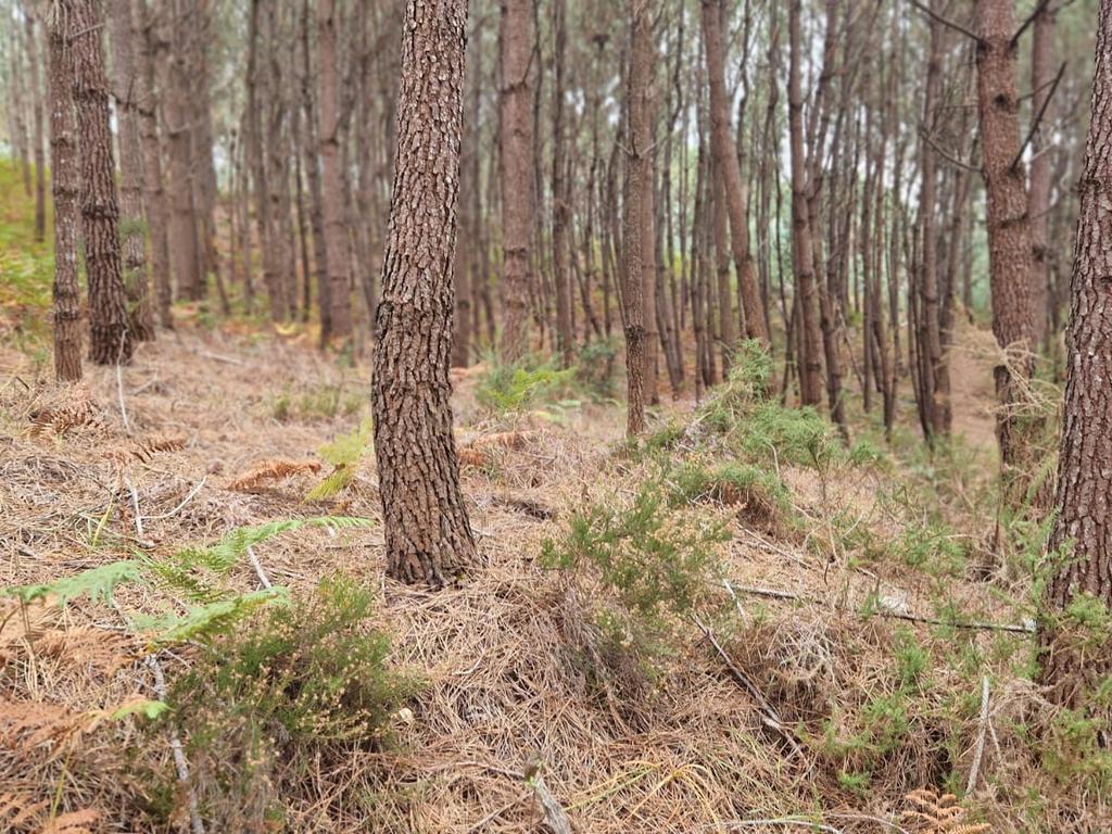 Terreno com 2020m2 para construção em Carnide - Image 40