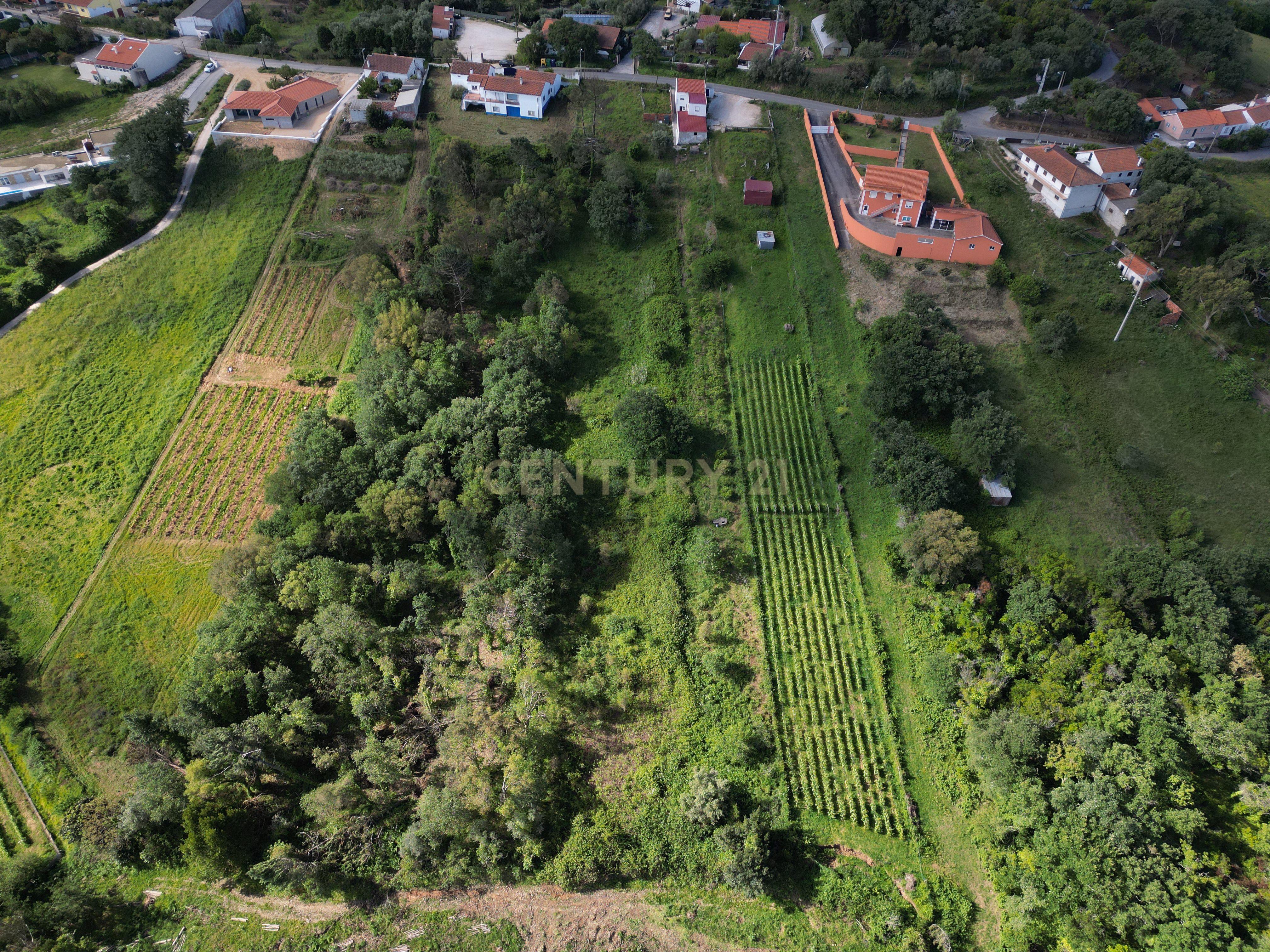 Fotografia 4 de Terreno para construção - Bemposta, Maiorga, Alcobaça