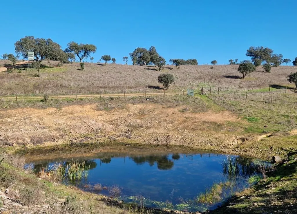 Herdade de 62 Hectares no Coração do Alentejo – Évora - Agricultura - Pecuária - Turismo Rural - Painéis Solares - Image 24