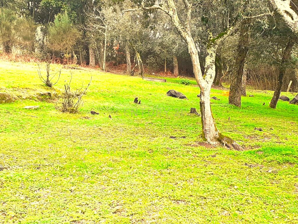 Belíssima ruína em terreno verdejante com vista deslumbrante para o Rio Douro, Baião, Porto - Image 38