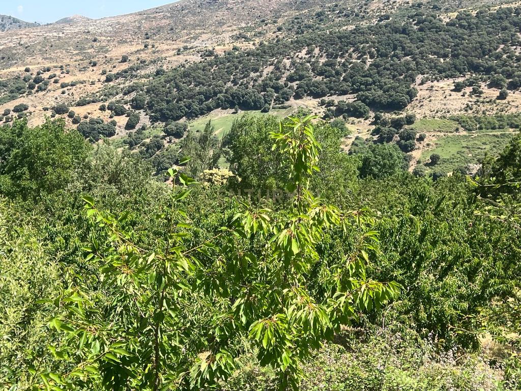 Terreno Rústico em Granada com Árvores Frutíferas e Água - Image 11