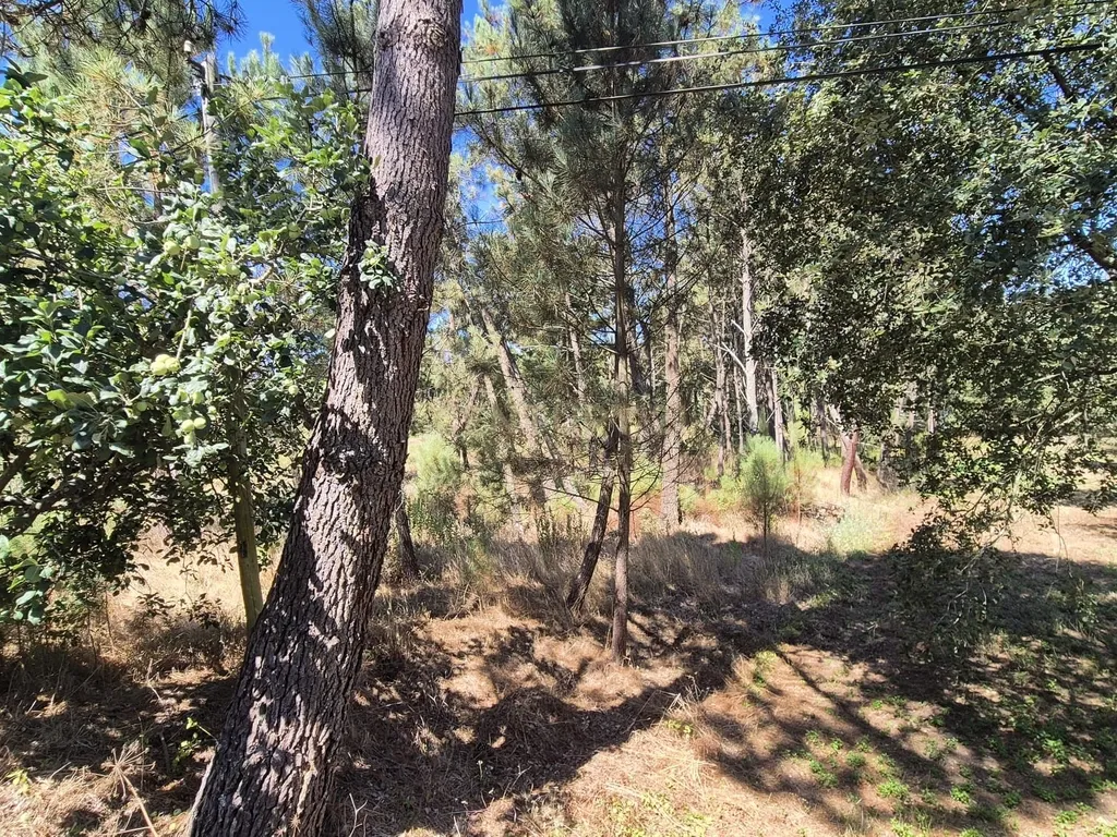 Terreno para Construção em Pombal, Leiria - Oportunidade Única! - Image 9