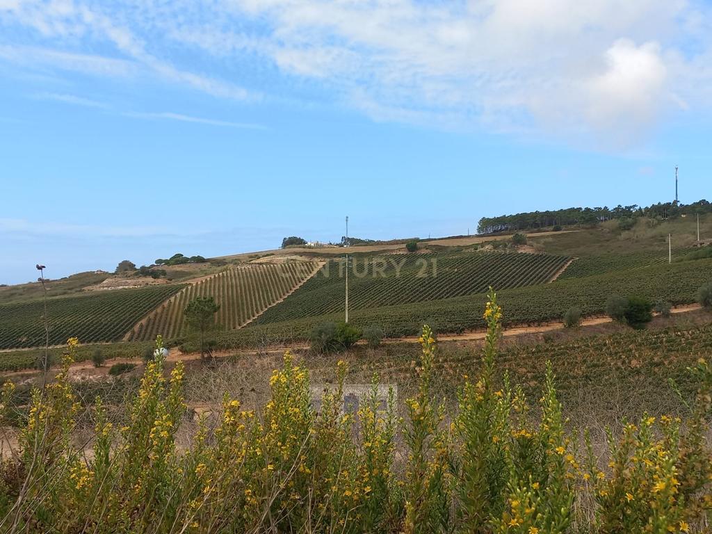 LOTE 481m2 C/ PROJECTO APROVADO PARA MORADIA ISOLADA UNIFAMILIAR COM PISCINA E JARDIM - Image 4