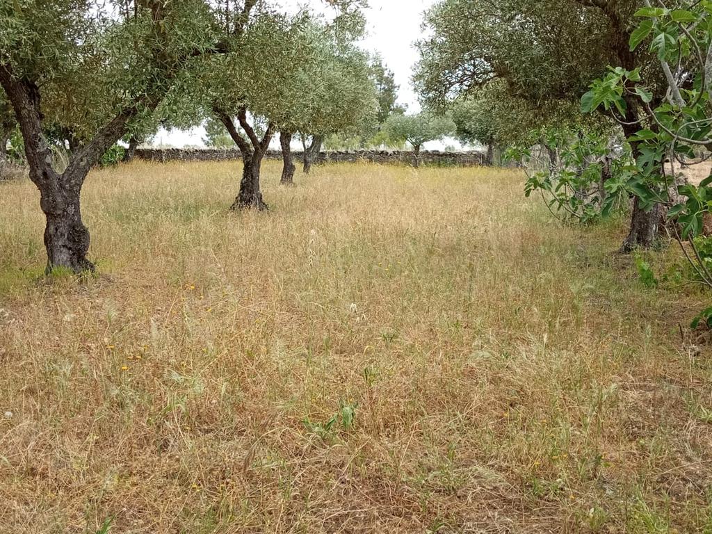 Terreno 4250m2 ,Lentiscais, Castelo Branco - Image 3