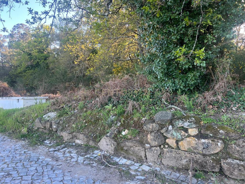 Terreno com 12.900 m² e Vistas Desafogadas na Tapada – Figueiró dos Vinhos - Image 6