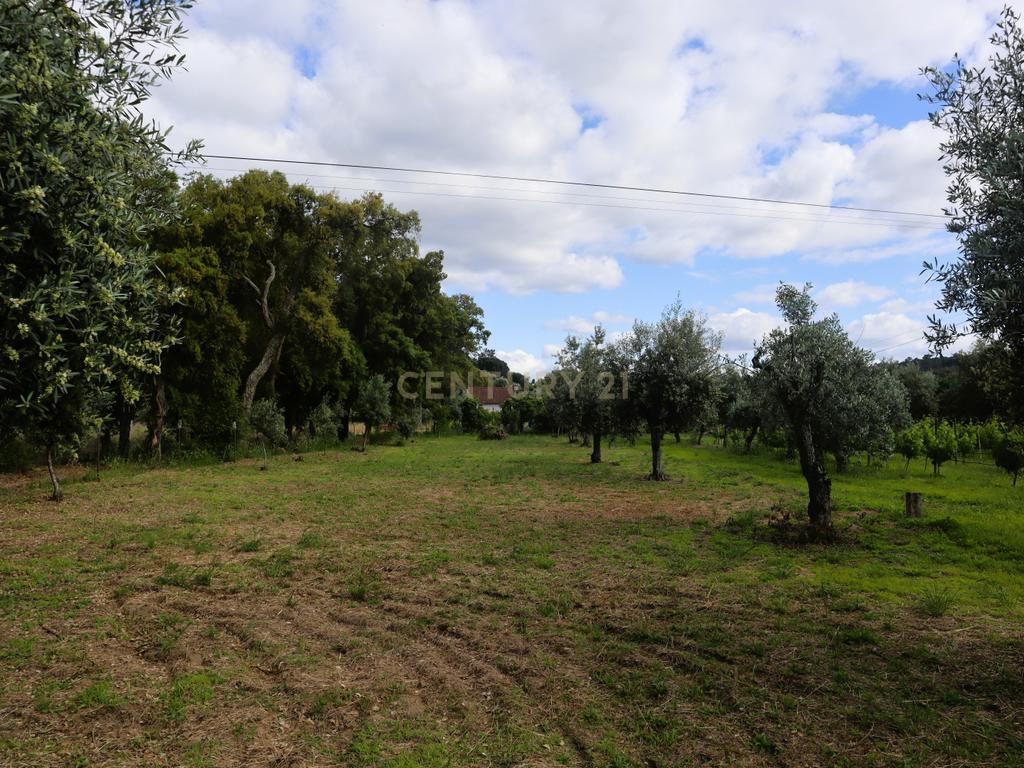 Moradia com Terreno para Venda – Carregueira (Chamusca) , Terreno: 2.120 m² | Moradia com potencial | Árvores de fruto | Água de poço - Image 21