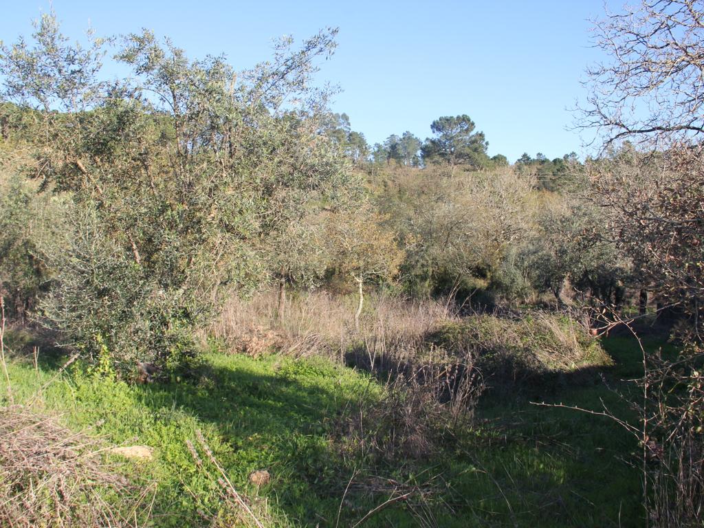 Terreno para construção de moradia - Image 6