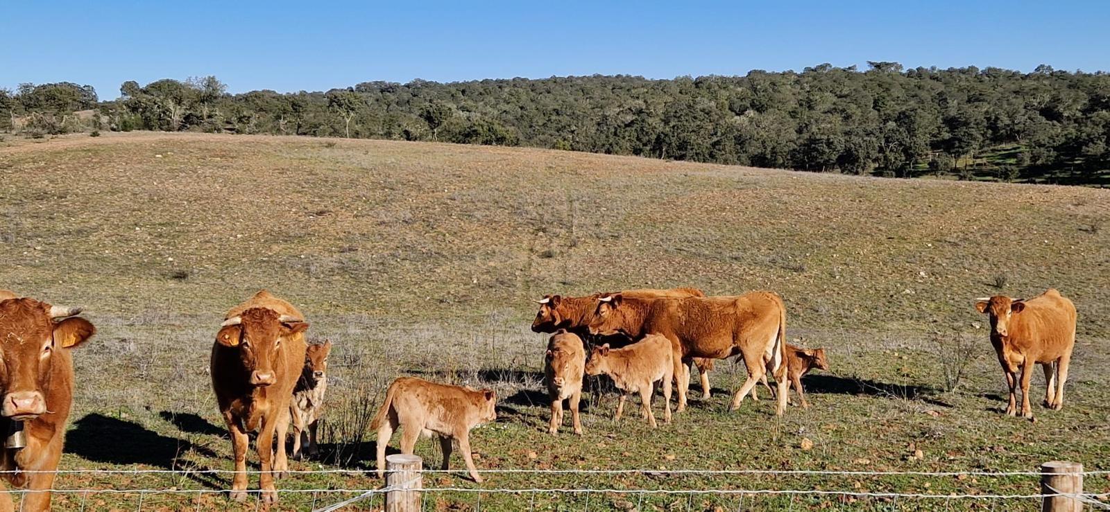 Fotografia 9 de Herdade de 62 Hectares no Coração do Alentejo – Évora  - Agricultura - Pecuária - Turismo Rural - Painéis Solares