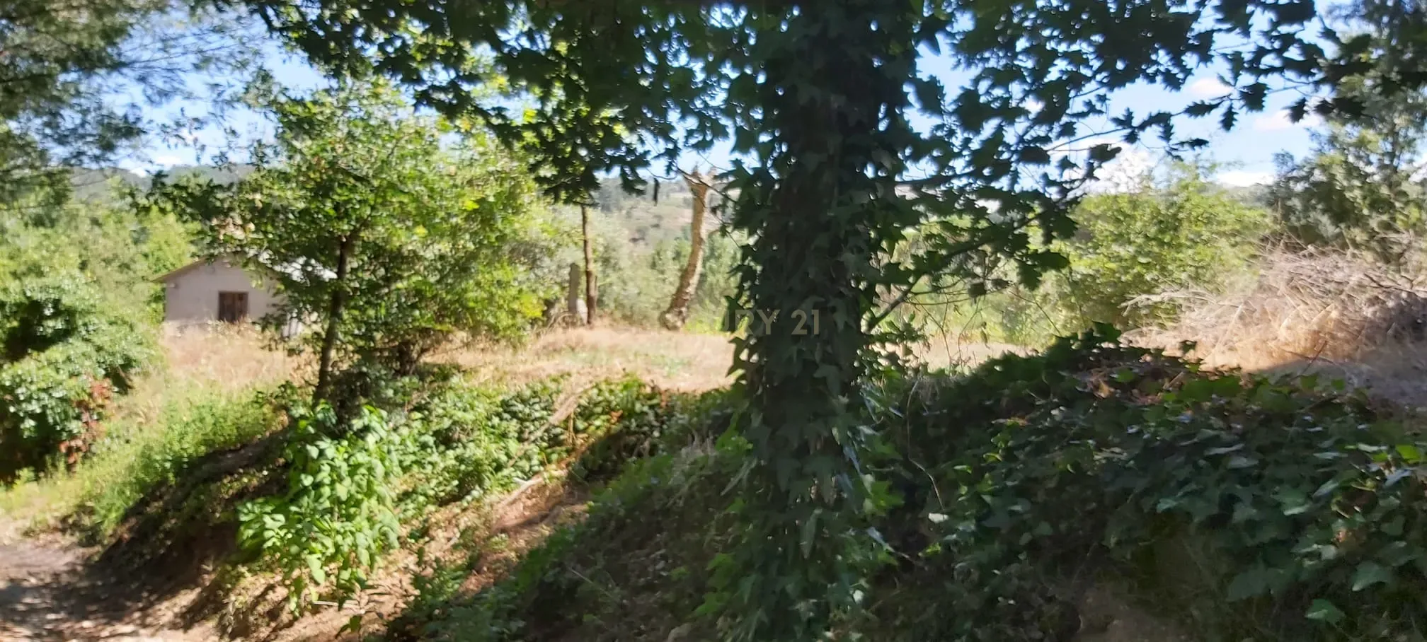 Quintinha próxima da Barragem de Fagilde, Rio Dão - Image 6