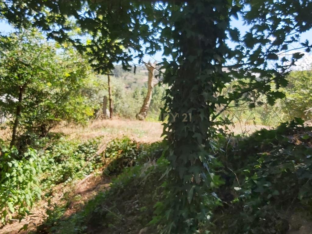 Quintinha próxima da Barragem de Fagilde, Rio Dão - Image 6
