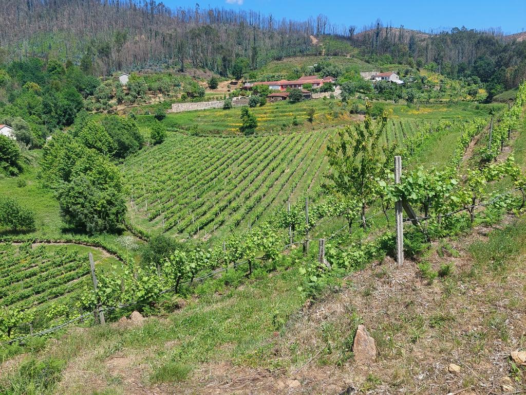 Projeto de Turismo com Potencial – Casa, Vinhas e Natureza no Minho - Image 22