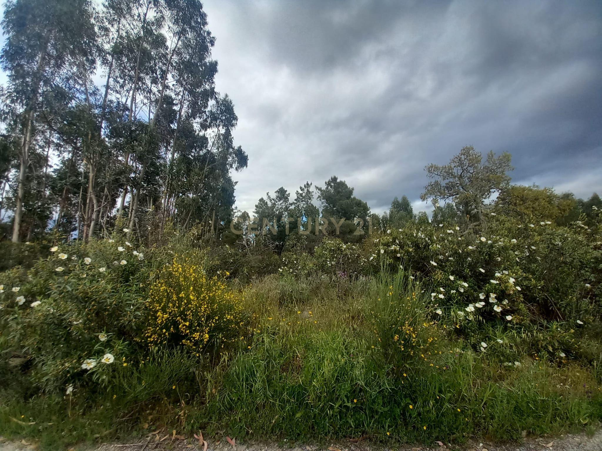Fotografia 5 de Terreno Panorâmico em Sarnadas de Ródão, Castelo Branco