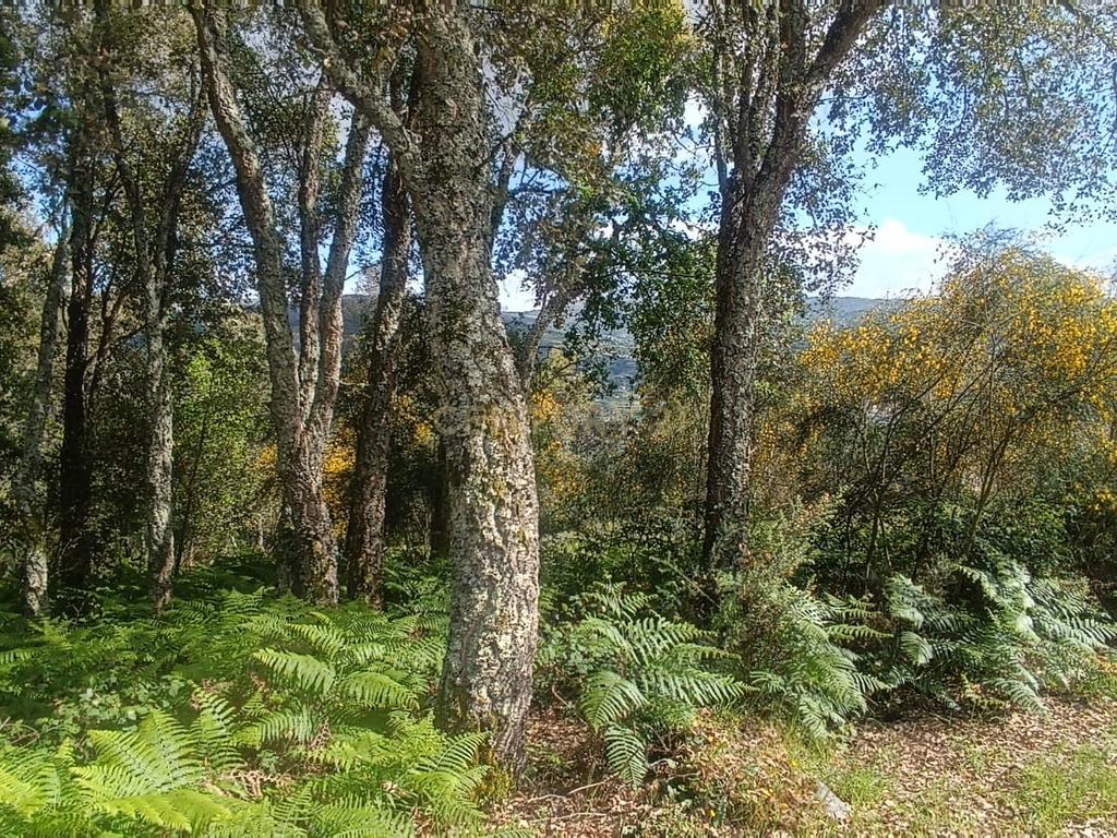 Belíssima ruína em terreno verdejante com vista deslumbrante para o Rio Douro, Baião, Porto - Image 50