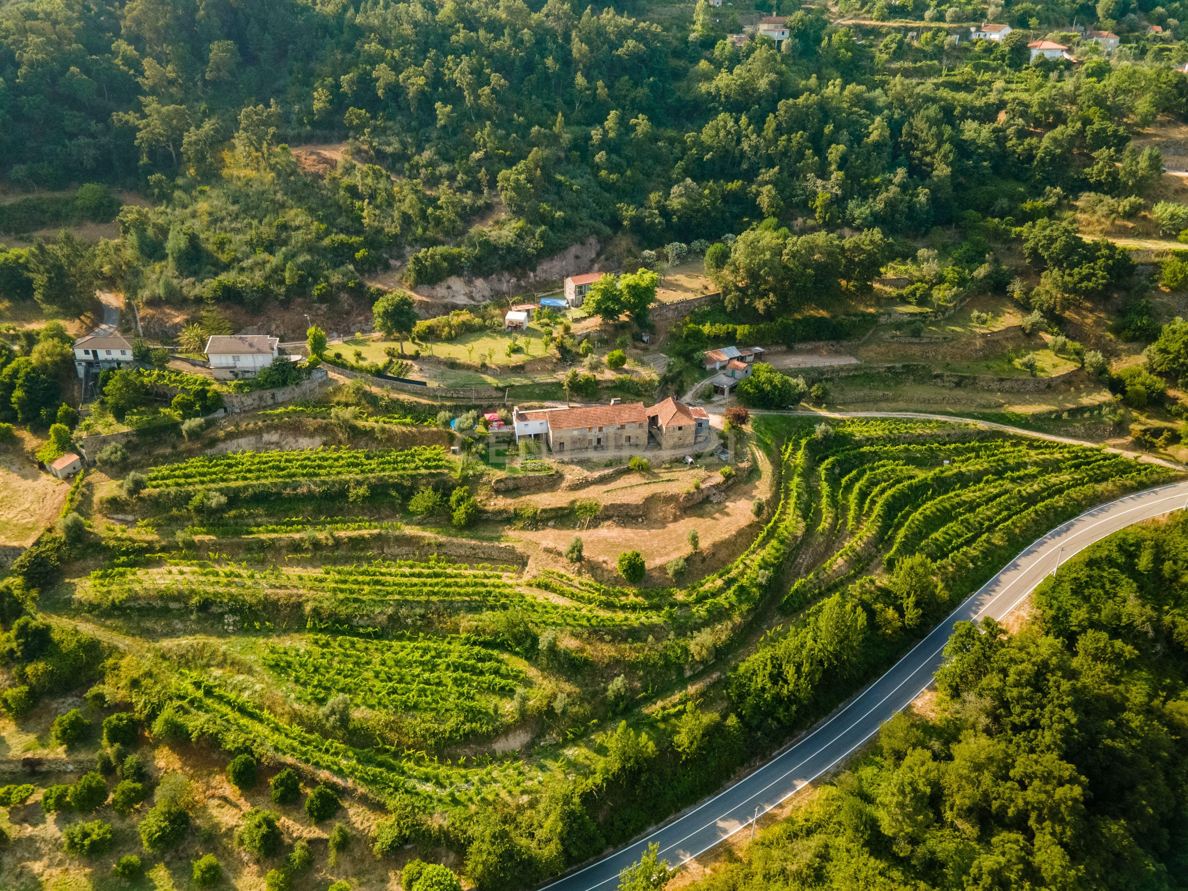 Quinta com Vista Deslumbrante sobre o Rio Douro – Projeto Aprovado para Hotel Rural | Paços de Gaiolo - Image 12