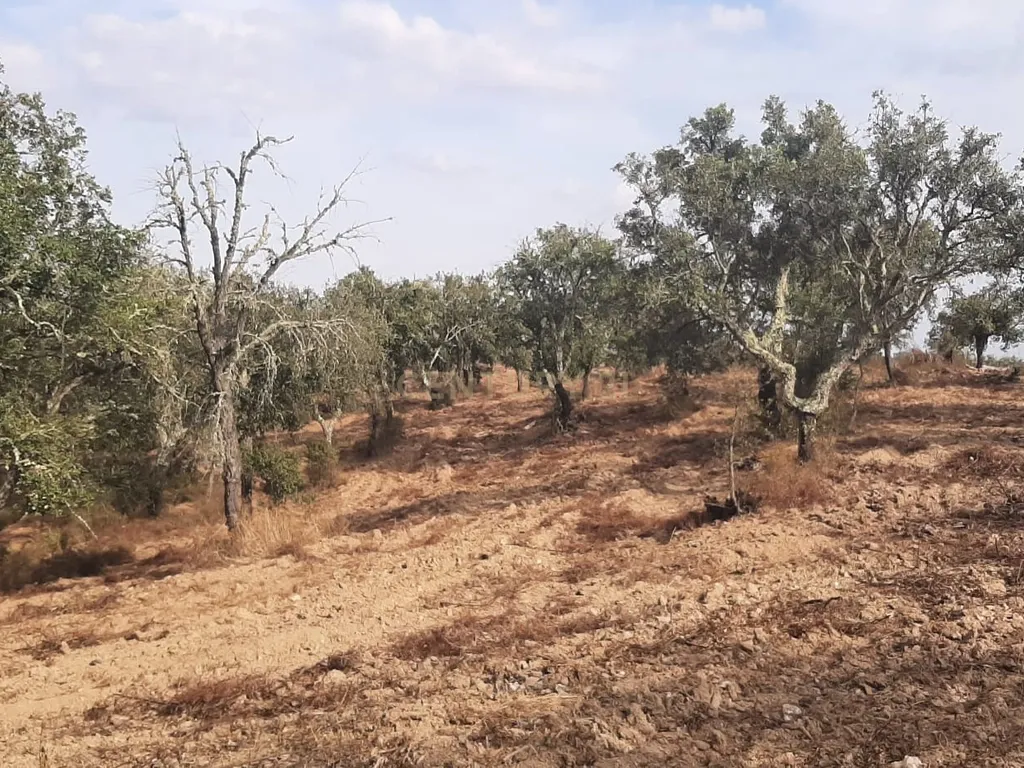Terreno Rústico com Potencial Agrícola e de Lazer, Ourique, Beja - Image 6