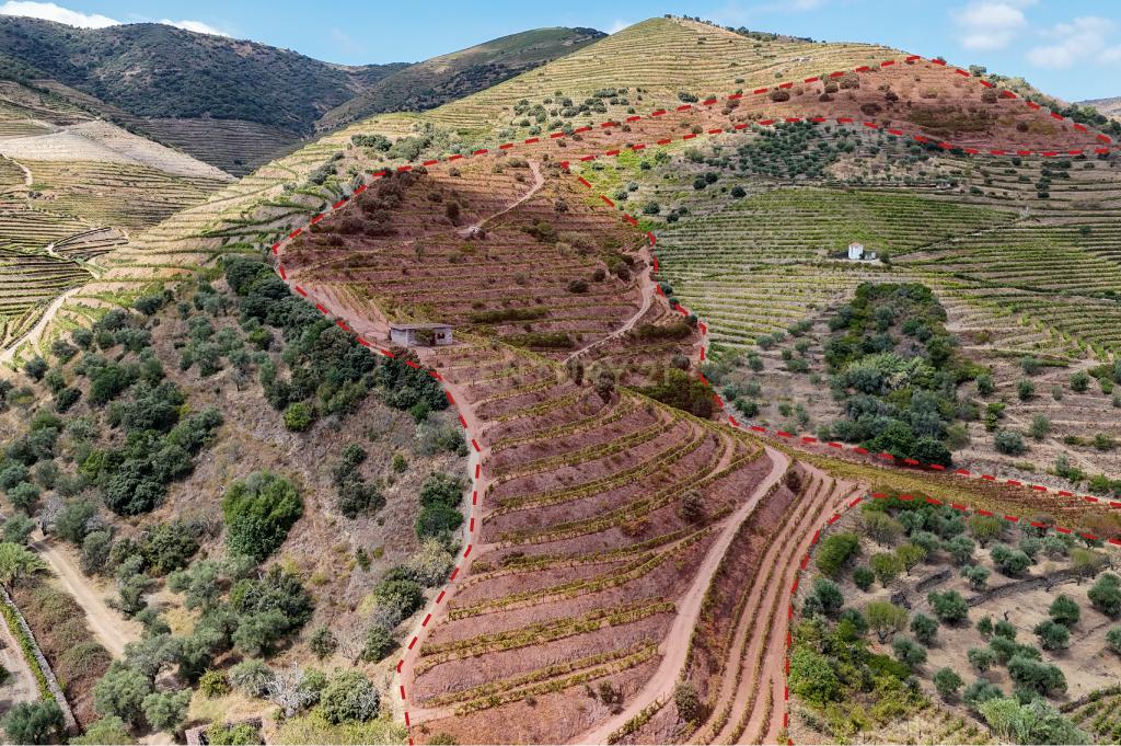 Farm with productive vineyard in the Douro Demarcated Region — São João da Pesqueira - Image 9