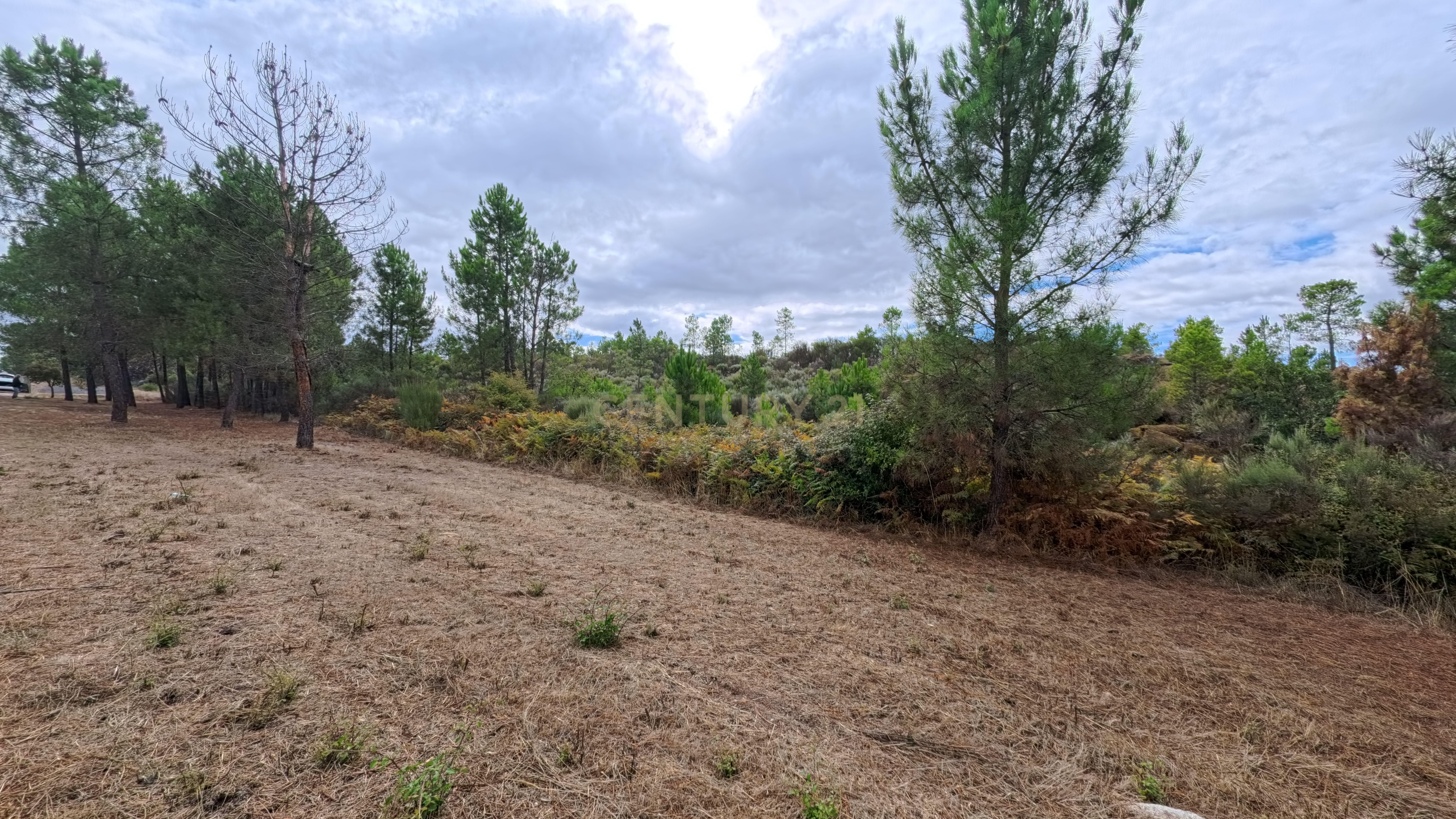 Fotografia 6 de Terreno com cerca de 18.000 m² em Figueiró da Granja - Fornos de Algodres