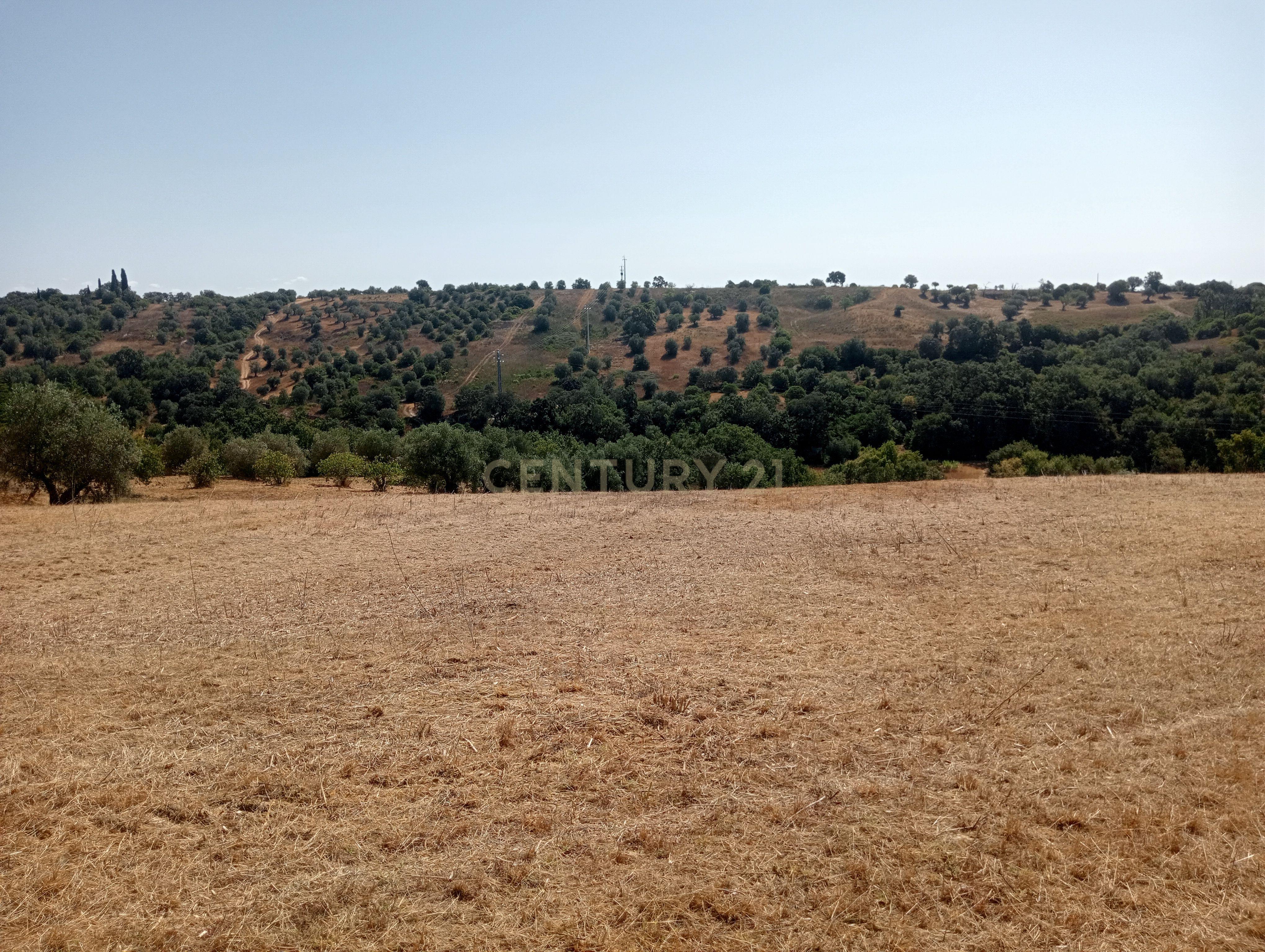 Fotografia 10 de Terreno Agrícola em Brogueira, Torres Novas - 13640m²