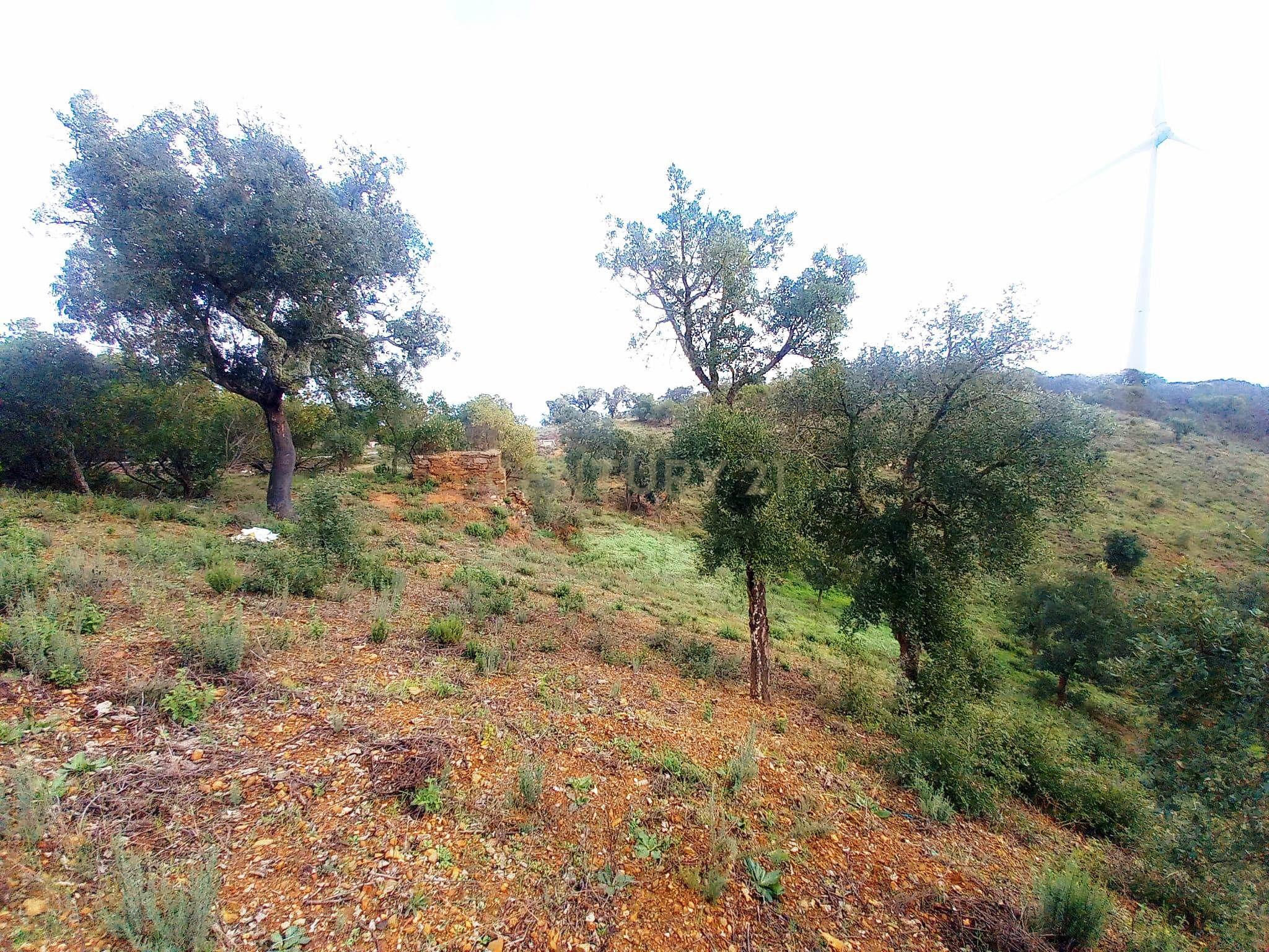 Fotografia 10 de Investimento Rural: 20 Hectares com Rendimento